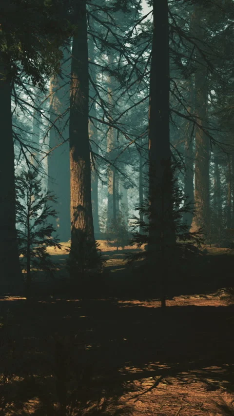 Mysterious forest path bathed in enchanting morning light Stock Footage 342464006