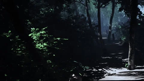Mysterious Forest Path Illuminated by Soft Light and Shadows in Nature Stock Footage 344528408