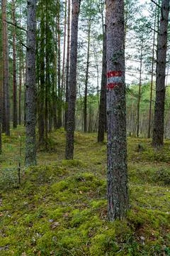 Mysterious Forest Path with Marked Tree Foto stock