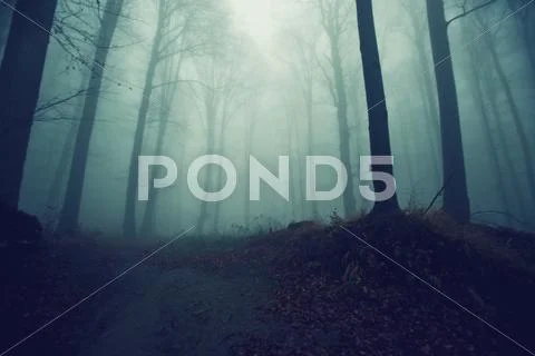 Mysterious forest path Stock Photos