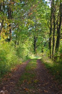 Mysterious forest path Foto stock
