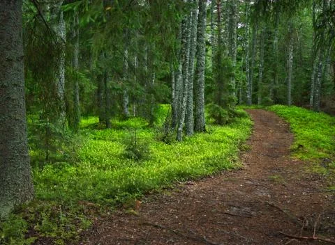 Mysterious forest path Stock Photos