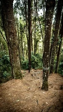 Mysterious Forest Path Stock Photos