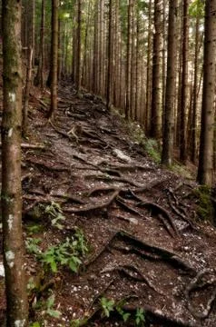 Mysterious forest path with tree roots Stock Photos