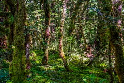 Mysterious forest Stock Photos