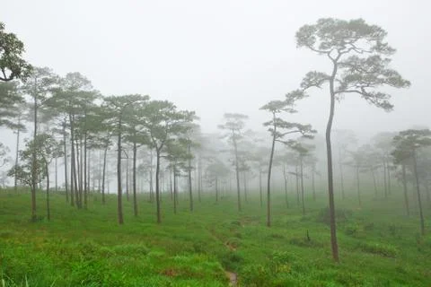 Mysterious forest Stock Photos