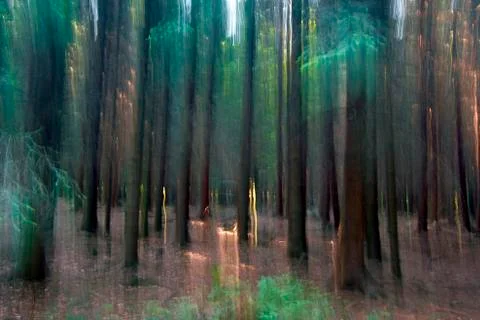 Mysterious Forest Stock Photos