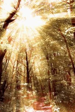 Mysterious forest Stock Photos