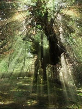Mysterious forest Foto stock