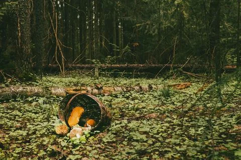 Mysterious forest Stock Photos