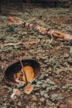 Mysterious forest Stock Photos