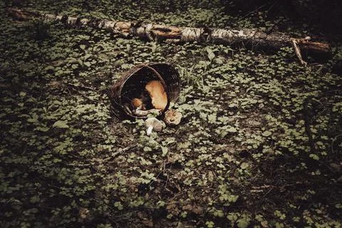 Mysterious forest Stock Photos