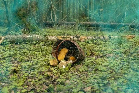 Mysterious forest Stock Photos