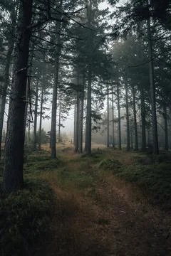 Mysterious in the forest Stock Photos