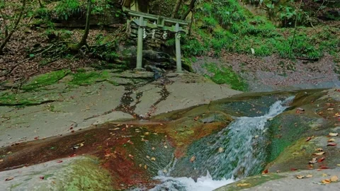 Mysterious forest with river flowing over rocks Stock Footage 324559681