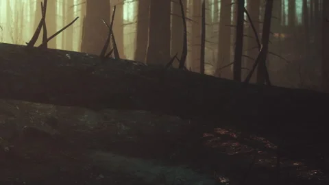Mysterious Forest Scene With Eerie Lighting and Fallen Trees at Dusk Stock Footage 344929582