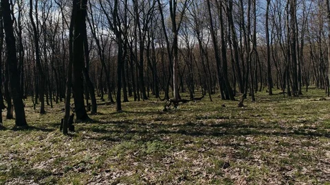 Mysterious forest shooting from a drone Stock Footage 129455476
