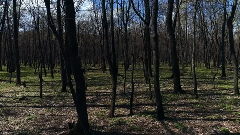 Mysterious forest shooting from a drone Stock Footage 129456015