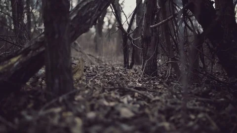 Mysterious forest shot Stock Footage 73146941