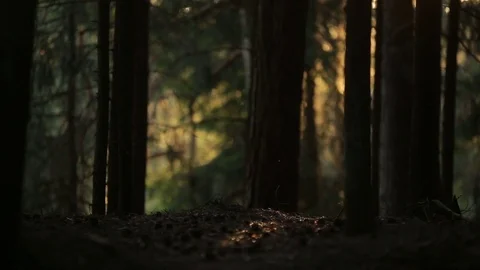 Mysterious forest spewed iridescent in the sunlight Stock Footage 80069962