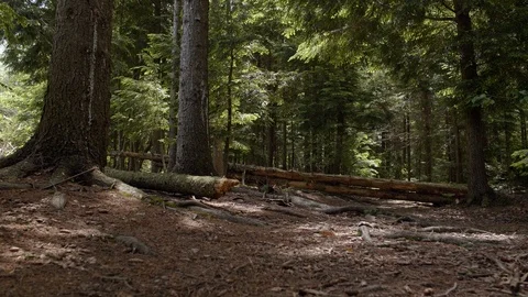 Mysterious Forest Static Shot #1 Stock Footage 90628996