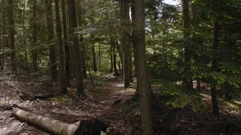 Mysterious Forest Static Shot #2 Stock Footage 90628919