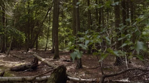 Mysterious Forest Static Shot #3 Stock Footage 90628901