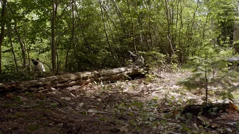 Mysterious Forest Static Shot with cat Stock Footage 90637555