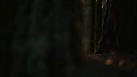 Mysterious forest in the sun Stock Footage 80070024