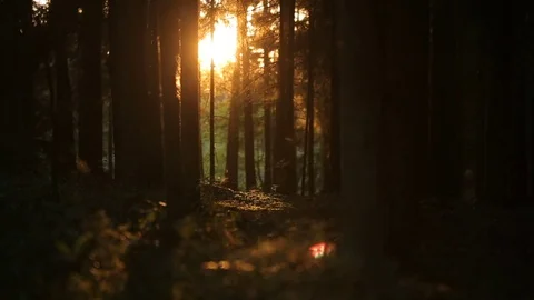 Mysterious forest in the sun, romantic sunset and crop canopy Stock Footage 80355648