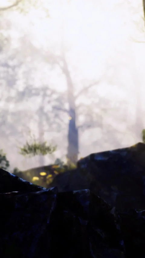 Mysterious forest with sunlight rays filtering through misty trees Vídeos de archivo 309043408