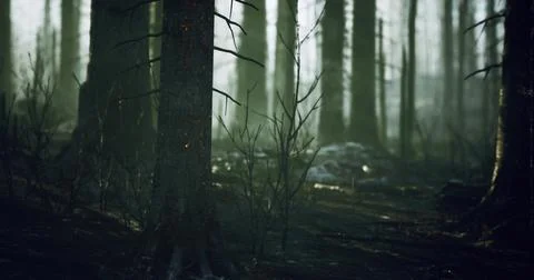 Mysterious forest with tall trees and dim light in a quiet environment Stock Illustration