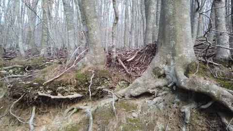 Mysterious Forest from Tree Roots – Calm Nature Reveal Shot 4K Stock Footage 329917226