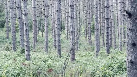 Mysterious forest trunks and lost Stock Footage 260788132