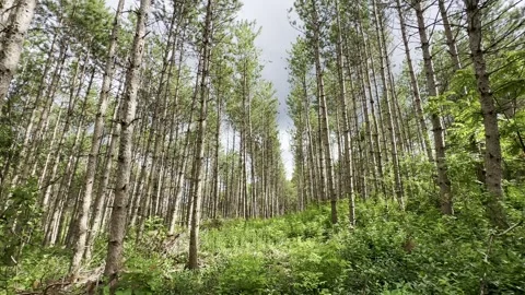 Mysterious forest trunks and lost Stock Footage 264140419