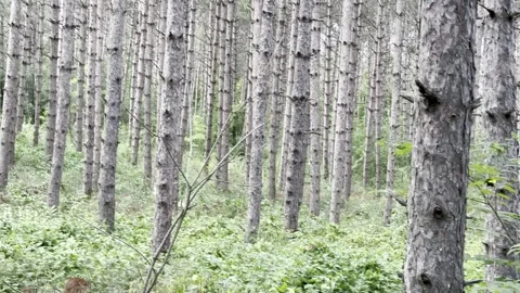 Mysterious forest trunks and lost Stock Footage 270066725