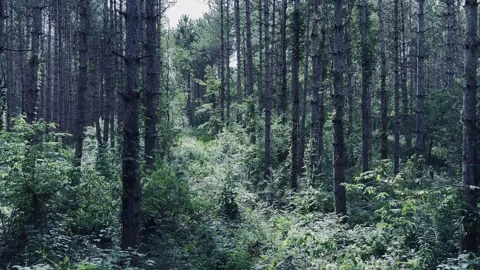 Mysterious forest trunks and lost Stock Footage 277906859