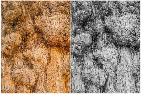 Mysterious formations on the tree trunk Fotos Stock