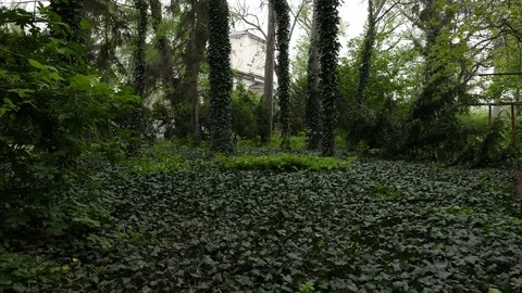 Mysterious garden Video stock 70718622