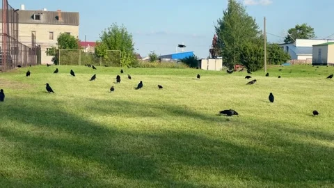 Mysterious Gathering of Crows Graces Serene Green Field at Twilight Stock Footage 316480643