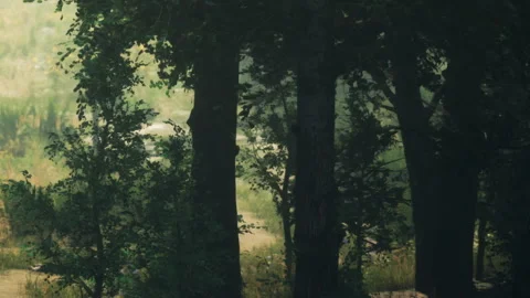 Mysterious Glade Deep in the Forest During a Misty Morning Stock Footage 344952291