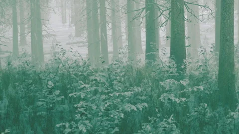Mysterious Green Forest Veiled in Mist Invites Exploration and Discovery Stock Footage 344909296