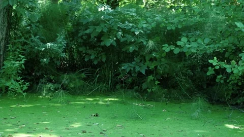 Mysterious Green Marshland in the Forest with Thick Vegetation Stock Footage 247319065