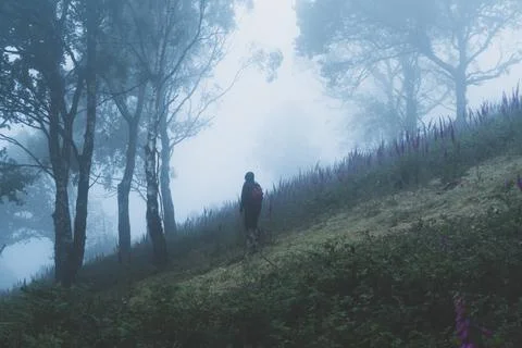 A mysterious hiker, back to camera. Standing in a spooky forest on a hill Stock Photos