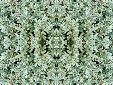 Mysterious kaleidoscope repeat pattern of foliage roots and natural textures for 스톡 사진