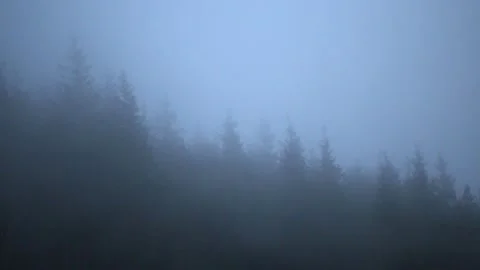 Mysterious landscape with pine trees and fog in winter. Stock Footage 139767758