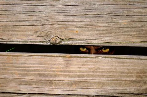 Mysterious look Stock Illustration