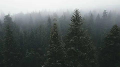 Mysterious Misty Forest 4k Stock Footage