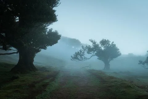 Mysterious misty forest path with ancient trees on green mossy hill under l.. Stock Photos