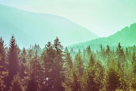 Mysterious misty pine tree forest design template Stock Photos
